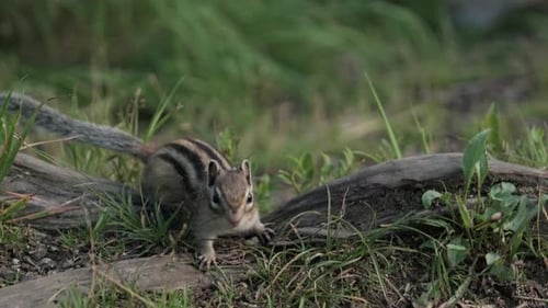 Ein neugieriges Streifenhörnchen genießt einen Snack auf einem moosigen Baumstamm im Zauberwald