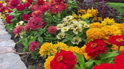 The Flowers Cynia is Growing in the Beautiful Garden Carpet of Multicolored Cynia Flowers