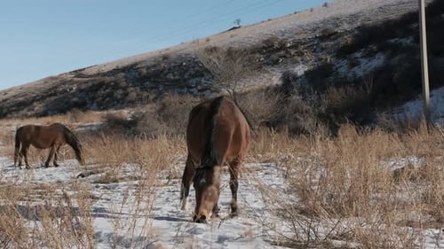 Horses Graze in Winter in a Mountainous Area Beautiful Wild Horses in Nature Clear Blue Sky