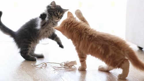 Two Playful Kittens Batting Each Other Indoors