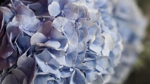 bouquet of flowers in a flower shop vertical video