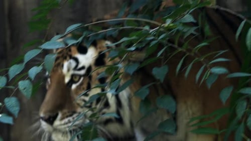 4K120 Fps Super Slow Motion Video of Big Male Siberian Tiger Panthera Tigris Altaica Walking in