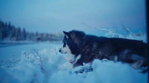 Alaskan Malamute Dog Resting On The Snow In Winter - Close Up