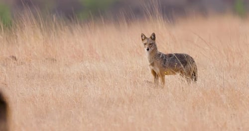 Portrait of an Indian Golden Jackal scanning its surroundings in tall, swaying golden in slow