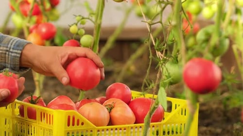 Hand of Farmer Man Red Tomatoes Vegetables Garden Farming Agriculture Harvesting Organic Healthy