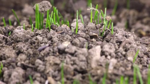 Grass Seedlings Growing From Dark Brown Earth