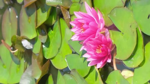 Pink Water Lilies and Lily Pads on Pond