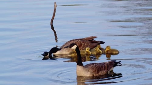 Geese Swim with Goslings in Calm Blue Lake