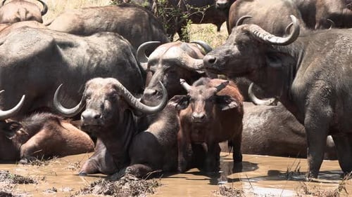 Close view of the faces and upper bodies of African cape buffaloes in a muddy wallow. Buffalo looks