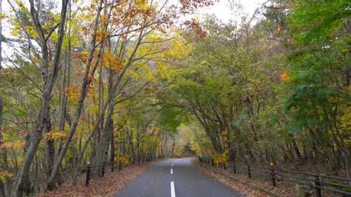 Tilt shot of a road surrounded by foliage forest, on a cloudy, autumn day, in Kawaguchiko, Japan, As