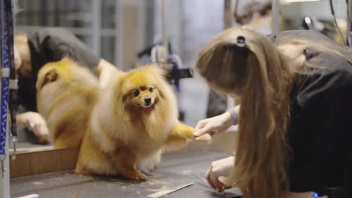 Woman Grooming Pomeranian Dog at Pet Salon