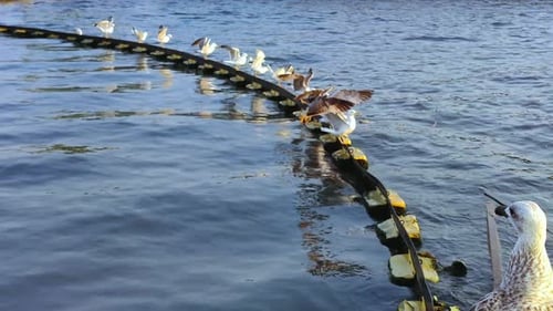 Möwenschwarm versucht, auf einer Plattform im Meer zu stehen