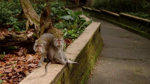 Macaques hanging out at the Monkey Forest