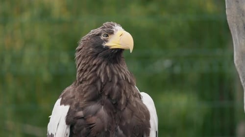 Portrait rapproché d'un fier aigle de mer de Stellers avec un bec jaune vif et un regard intense contre un