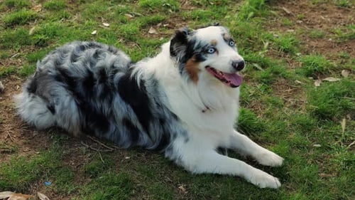 Australian Shepherd Dog Portrait with Striking Blue Eyes Captured Outdoors in a Park Setting