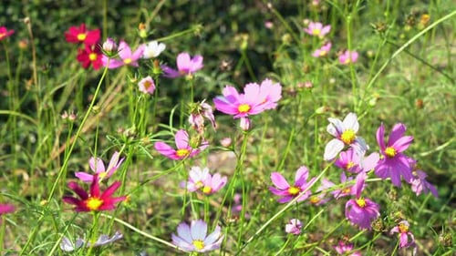 Some garden cosmos blooming beautifully in the morning light in Chiang Mai Thailand.