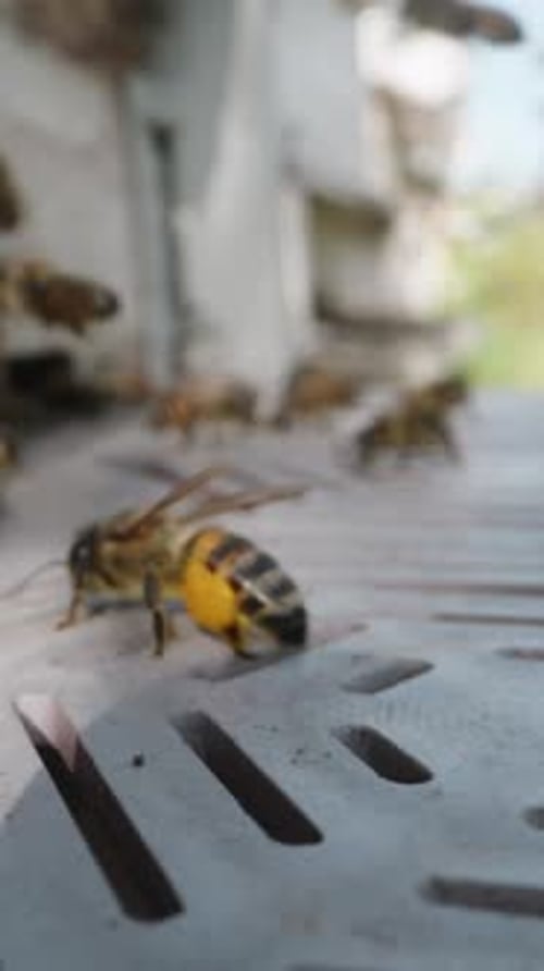Bees Flying Around and Landing Near Hive