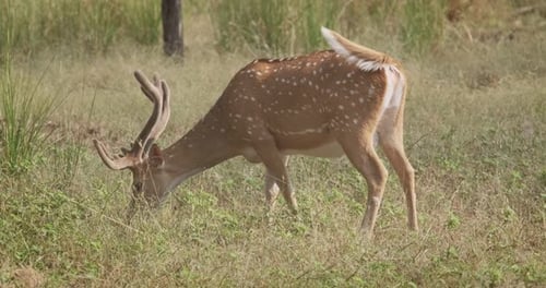 Wunderschönes männliches Chital-Fleckhirsch, das im Ranthambore-Nationalpark weidet, Rajasthan, Indien