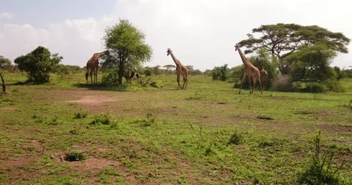 Gruppe von Giraffen, die in der afrikanischen Savanne inmitten der wilden Natur spazieren gehen. Konzept von: Tiere