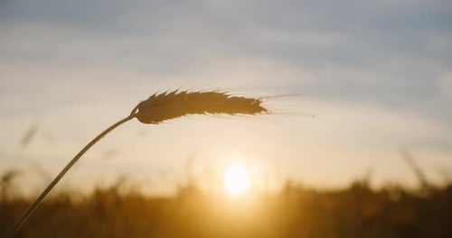 Close up of the wheat ear in rays of the setting sun