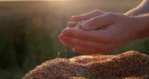 Hands Pouring Grains Over Pile of Harvested Wheat