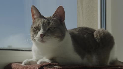 Grey and White Cat Lounging near Window