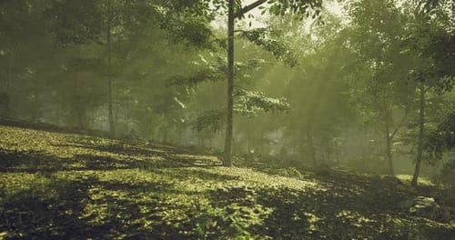 Sunlight Filtering Through Leaves in a Serene Forest During Late Afternoon