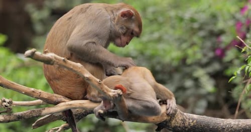 Monkeys Grooming Each Other in Nature