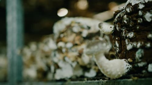 Growing Shiitake Mushrooms Eco Food Bio Farm Vegetarian Food Edible Mushrooms Grow Plastic Bags