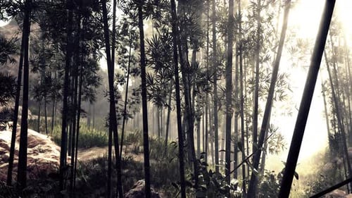 A Serene Bamboo Grove Shrouded in Mystical Fog