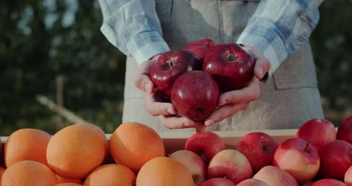 The Farmer Keeps a Number of Large Red Apples Above the Fruit Counter Goods From Local Farmers