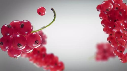 Red Currants Falling on Grey Background