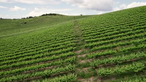 Üppige grüne Weinberge auf sanften Hügeln unter bewölktem Himmel