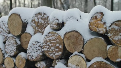Snow Covered Stack of Logs in a Winter Forest