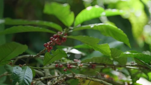 Fresh Coffee Fruits on Branches in Tropical Plantation