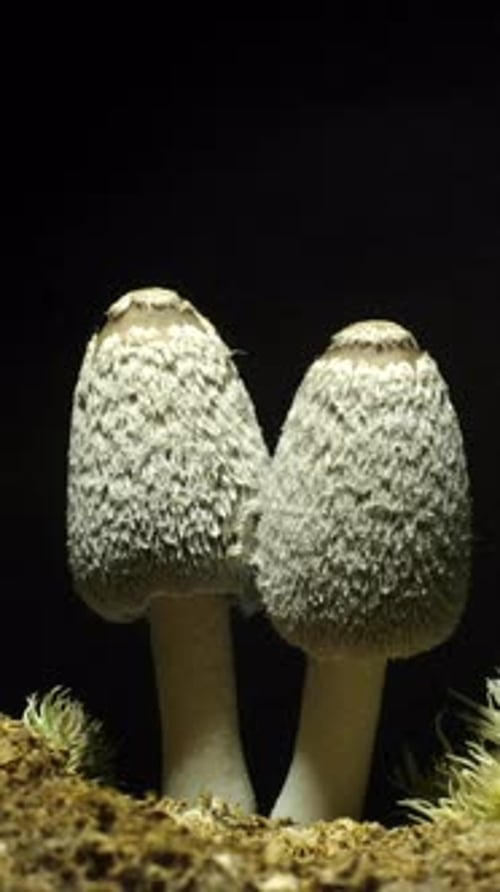 Two Unique Mushrooms Growing on Black Background
