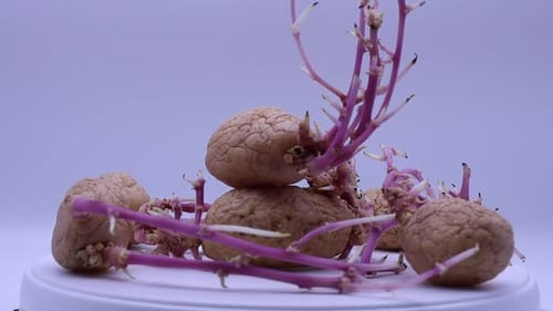 Pommes de terre germées isolées sur fond blanc tournant sur une plaque tournante.