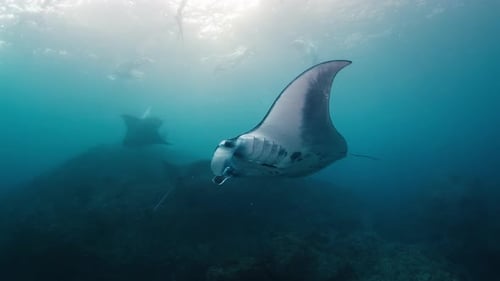 Giant Oceanic Manta Rays or Mobula Birostris Slowly Swim Underwater Near the Cleaning Station at