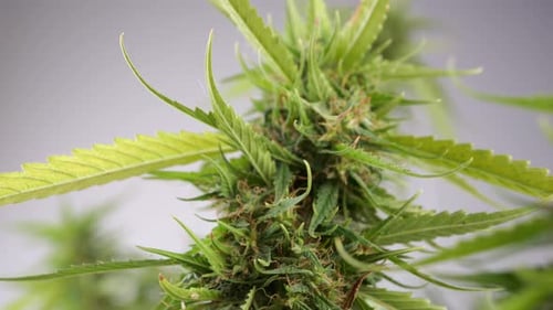 Close Up Footage of Green Plant