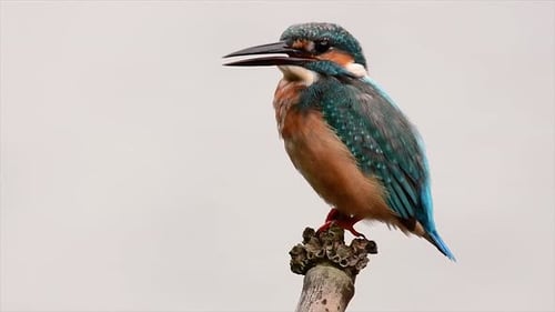 This Common Kingfisher was so friendly that it allowed me to come very close as I took this footage;