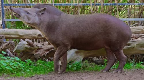 Cute Malayan Tapir an Endangered Species
