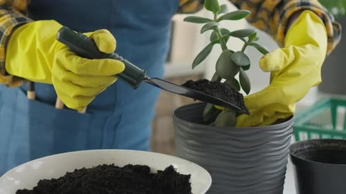 Indoor Plant Care A Guide to Potting Succulents with Essential Soil Preparation Techniques for