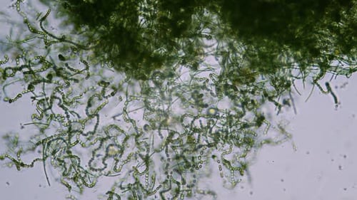 Green algae cells in microscope bright field