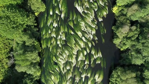 Top Down Aerial Shot of Beautiful Green Plant Pattern in River Stream