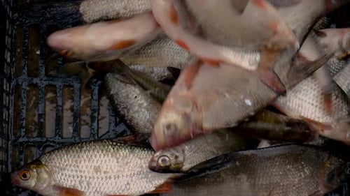 Fish River Roach and Bream