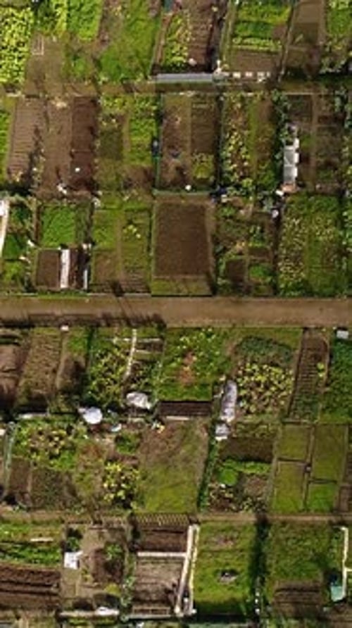 Top View of Community Garden in the City