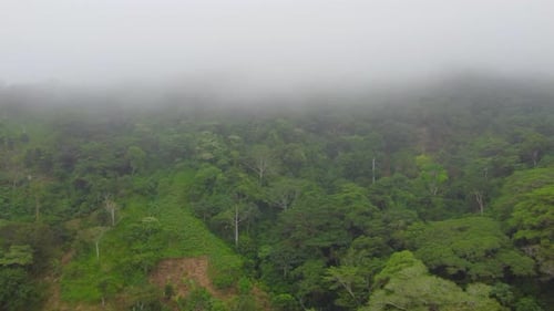Aerial high view of the jungle in a foggy day
