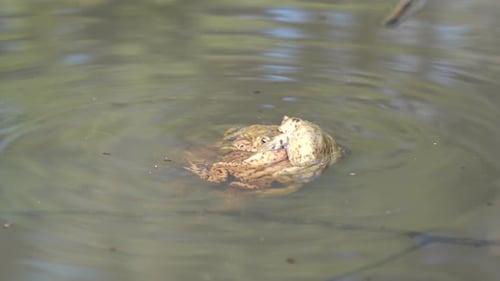 Several frogs mating in a pond in southern Germany