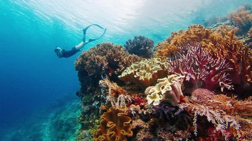 Woman Freediver Swims Underwater Near the Vivid Coral Reef in Indonesia