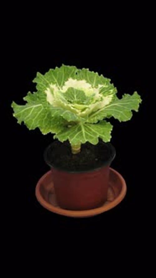 Time lapse of growing Coral prince decorative cabbage, vertical orientation